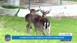 Τα ελάφια της Ρόδου αυξάνονται, οι αγρότες εκπέμπουν SOS