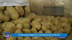 Πατάτες Νάξου, ο «χρυσός» της γης που στηρίζει το νησί – Τα προβλήματα των παραγωγών 