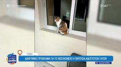 Ρόδος: Διαχρονικό πρόβλημα για το νοσοκομείο η παρουσία αδέσποτων γατών 