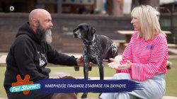 Ένα κέντρο ημερήσιας απασχόλησης για σκύλους