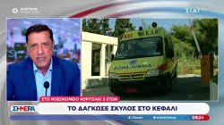 Στο νοσοκομείο κοριτσάκι 2 ετών - Το δάγκωσε σκύλος στο κεφάλι
