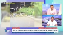 Νέος Βουτζάς: Ανησυχία για τα δεκάδες αγριογούρουνα που κυκλοφορούν ελευθέρα – Τραυμάτισαν σκύλο 