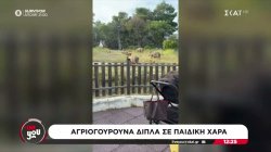 Μεγάλη οικογένεια αγριογούρουνων κάνει βόλτες στους Θρακομακεδόνες, δίπλα σε εκκλησία και παιδική χαρά 
