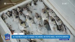 Ιχθυόσκαλα Χίου: Η καρδιά της Χιώτικης αλιείας