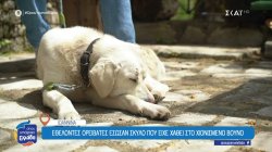 Ιωάννινα: Εθελοντές ορειβάτες έσωσαν σκύλο που είχε χαθεί στο χιονισμένο βουνό