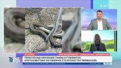 Ναύπακτος: Τεράστιο φίδι μπλόκαρε τιμόνι αυτοκινήτου - Απεγκλωβίστηκε και αφέθηκε στο φυσικό του περιβάλλον