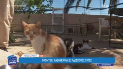 Λιβάδι Σερίφου: Φροντίζει καθημερινά 50 αδέσποτες γάτες
