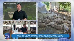 Καρδίτσα: Λύκος σκότωσε και τραυμάτισε πρόβατα σε κτηνοτροφική μονάδα 