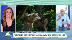 Επίθεση λύκου σε γυναίκα στη Δωρίδα – Στη Θεσσαλονίκη ξέχασαν 17χρονη ΑμεΑ επί 2 ώρες σε σχολικό 