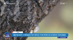 Μαστίχα Χίου: Το πολύτιμο «δάκρυ» που ενώνει γενιές και έχει κάνει το νησί διάσημο παγκοσμίως 