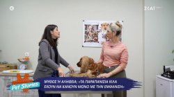 Τα παραπανίσια κιλά στα ζωάκια έχουν να κάνουν μόνο με την εμφάνιση – Μύθος ή αλήθεια; 