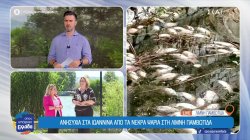 Ανησυχία στα Ιωάννινα από τα νεκρά ψάρια στη Λίμνη Παμβώτιδα - Σε εξέλιξη η δράση καθαρισμού του βυθού 