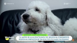 Ο σκύλος θεραπείας που μοιράζει χαμόγελα στο αντικαρκινικό νοσοκομείο 