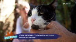 Η συγκινητική ιστορία του Adventure, ενός ανάπηρου γάτου που ξεπέρασε τα εμπόδια της ζωής
