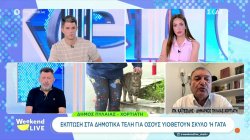 Δήμος Πυλαίας - Χορτιάτη: Έκπτωση στα δημοτικά τέλη για όσους υιοθετούν σκύλο ή γάτα 