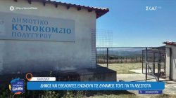 Χαλκιδική: Δήμος και εθελοντές ενώνουν τις δυνάμεις τους για τα αδέσποτα 