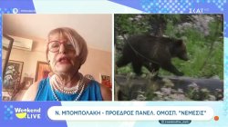 Νεκρές αρκούδες στη Δυτική Μακεδονία - Επικήρυξη 3.000 ευρώ για τους δράστες