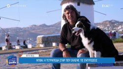 Γνωρίστε την Ντίβα, την τετράποδη star της Μυκόνου που έχει κλέψει τις εντυπώσεις 