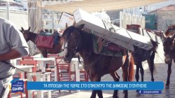Τα γαϊδουράκια της Ύδρας στο επίκεντρο της δημόσιας συζήτησης – Χωρίς μόνιμο κτηνίατρο το νησί 