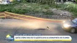 Σοκ και φρίκη στην Γαστούνη: Οδηγός ΙΧ περνά πάνω από τον αδέσποτο σκύλο και απομακρύνεται