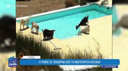 Η Τήνος αναζητά λύση στο πρόβλημα της με τα κατσίκια