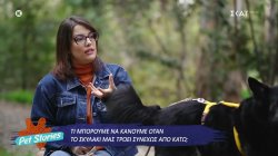 Τι μπορούμε να κάνουμε όταν το σκυλάκι μας τρώει συνεχώς από κάτω