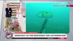 Ανησυχία για την εξάπλωση των λαγοκέφαλων - Επικίνδυνοι για ανθρώπους