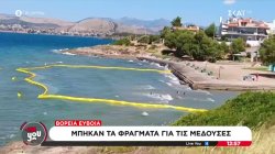Βόρεια Εύβοια: Μπήκαν τα φράγματα για τις μέδουσες 