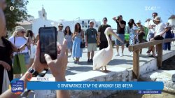 Πέτρος ο πελεκάνος: Ο πιο διάσημος κάτοικος του νησιού της Μυκόνου 