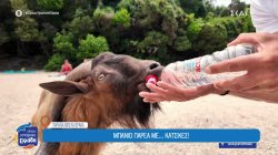 Οι τράγοι που κλέβουν την παράσταση στην παραλία Μπέλα Βράκα 