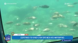 Εξερεύνηση του βυθού στον Πόρο μέσα από ημιυποβρύχιο και γνωριμία με την γοργόνα του νησιού 