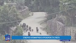 Οι αγριόχοιροι που αναστάτωσαν τα Σύβοτα – Η επιχείρηση απομάκρυνσης 