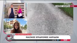 Αλεξανδρούπολη: Μαζικές επιδρομές ακρίδων 