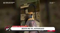 Ιστορίες του Δρόμου: Βόλτα με το...κατοικίδιο 