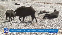 Εφέτος στο «Όπου Υπάρχει Ελλάδα» κάναμε τα πάντα 