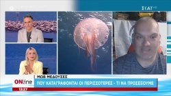  Μωβ μέδουσες: Που καταγράφονται οι περισσότερες - Καρχαρίες: Γιατί αυξάνονται οι αναφορες, τι λένε οι ειδικοί 