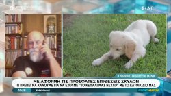 Τι πρέπει να κάνουμε με το κατοικίδιό μας για να είμαστε ασφαλείς