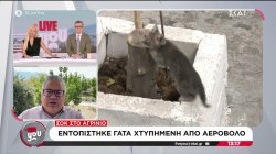 Σοκ στο Αγρίνιο: Εντοπίστηκε γάτα χτυπημένη από αεροβόλο 