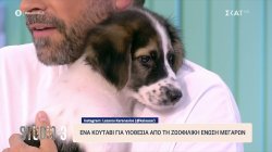 Ένα κουτάβι για υιοθεσία από την Ζωοφιλική Ένωση Μεγάρων 