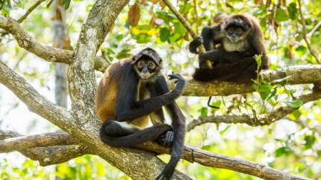 Primates: Secrets of Survival