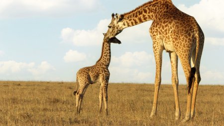 Serengeti | Restoration