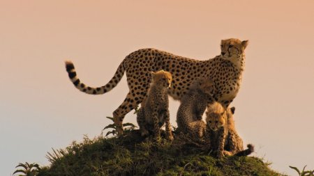 Mammals | The New Wild