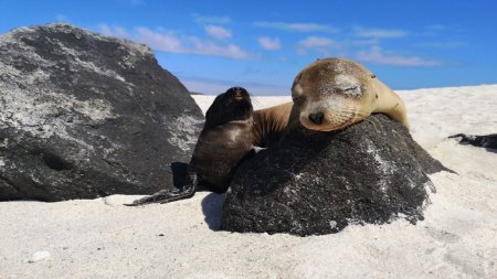 Mammals | Water