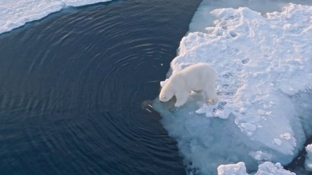 Mammals | Cold