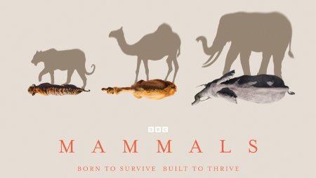 Mammals