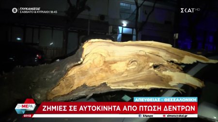 Ζημιές σε αυτοκίνητα από πτώση δέντρων στο κέντρο της Θεσσαλονίκης από τους ισχυρούς ανέμους