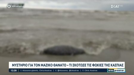 Εκατοντάδες φώκιες νεκρές στη ρωσική ακτή της Κασπίας – Μυστήριο το τι τους συνέβη 
