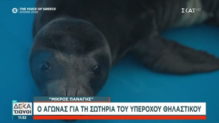 Pet Stories: Ο αγώνας για τη σωτηρία του «Παναγή» από τη MOm