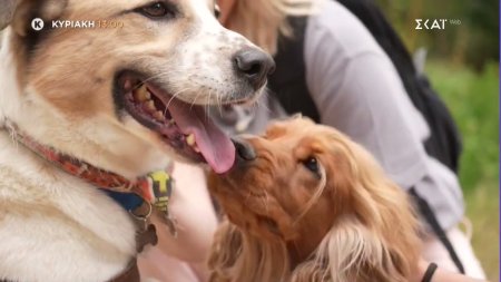 Pet Stories | Trailer | 25/05/2025