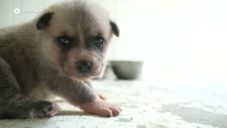 Pet Stories | Trailer | 18/05/2025